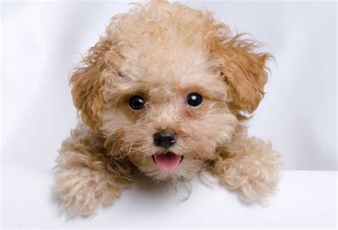 photos of teacup poodles|are teacup poodles hypoallergenic.